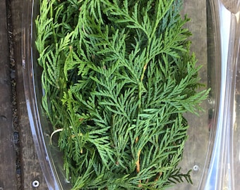 1 lb Wild Cedar Boughs | Hand-Gathered Evergreen Sprays from Our Pacific Northwest Farm | Aromatic Forest Offering for Craft,Tea & Ceremony.