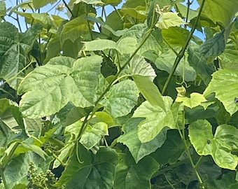 Fresh Organic Grape Leaves – Red Grape Variety | Grown Without Chemicals | Perfect for Pickling, Dolmas, Tea & Pet Treats