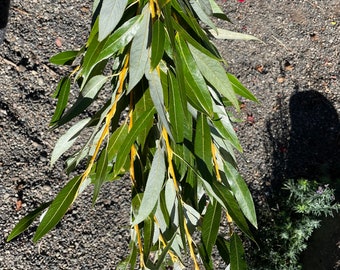 Organic Willow Branch Bouquet for Chewing Pets