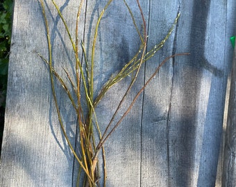 Japanese Fantail Willow Bouqets 10X 12-24 inches