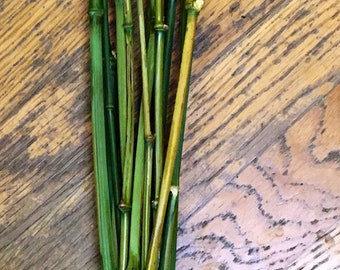 Natural Bamboo Sticks – Set of 12 | 24” Long | Sustainably Grown in the Pacific Northwest | Minimalist Décor, Crafts, DIY Projects