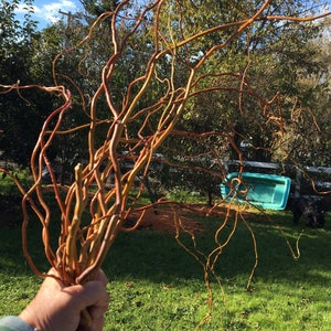 20pc Curly Willow Branches 21/2- 4 Ft Length Fresh cut same day, Seasonal