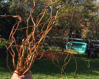 10 Curly Willow/Live Cuttings/Willow Branches for Flower Arrangements or Wreaths and Crafts 3-4’ in length.