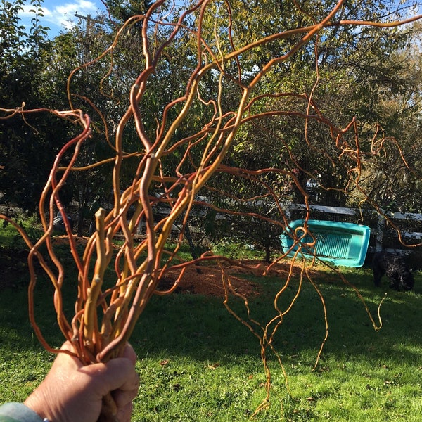10 Curly Willow/Live Cuttings/Willow Branches for Flower Arrangements or Wreaths and Crafts 3-4’ in length.
