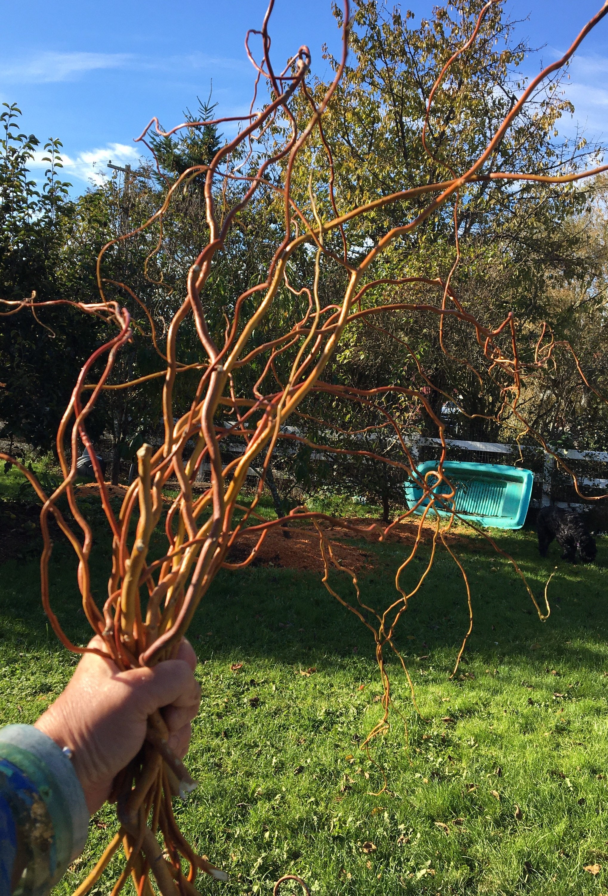 Curly Willow, Tortuous Willow, Curly Willow, Salix Tortuosa, Golden  Decoration 100cm, Curly Willow, Twigs, Branches, Bouquet, Gold Color -   Denmark