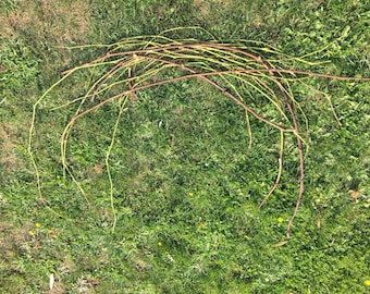 Natural Grapevine Bundle – 60+ Feet of Organic Leafless Vines for Wreath Making, Bird Perches, Parrot Chews, and Crafts | Grown in the Pac