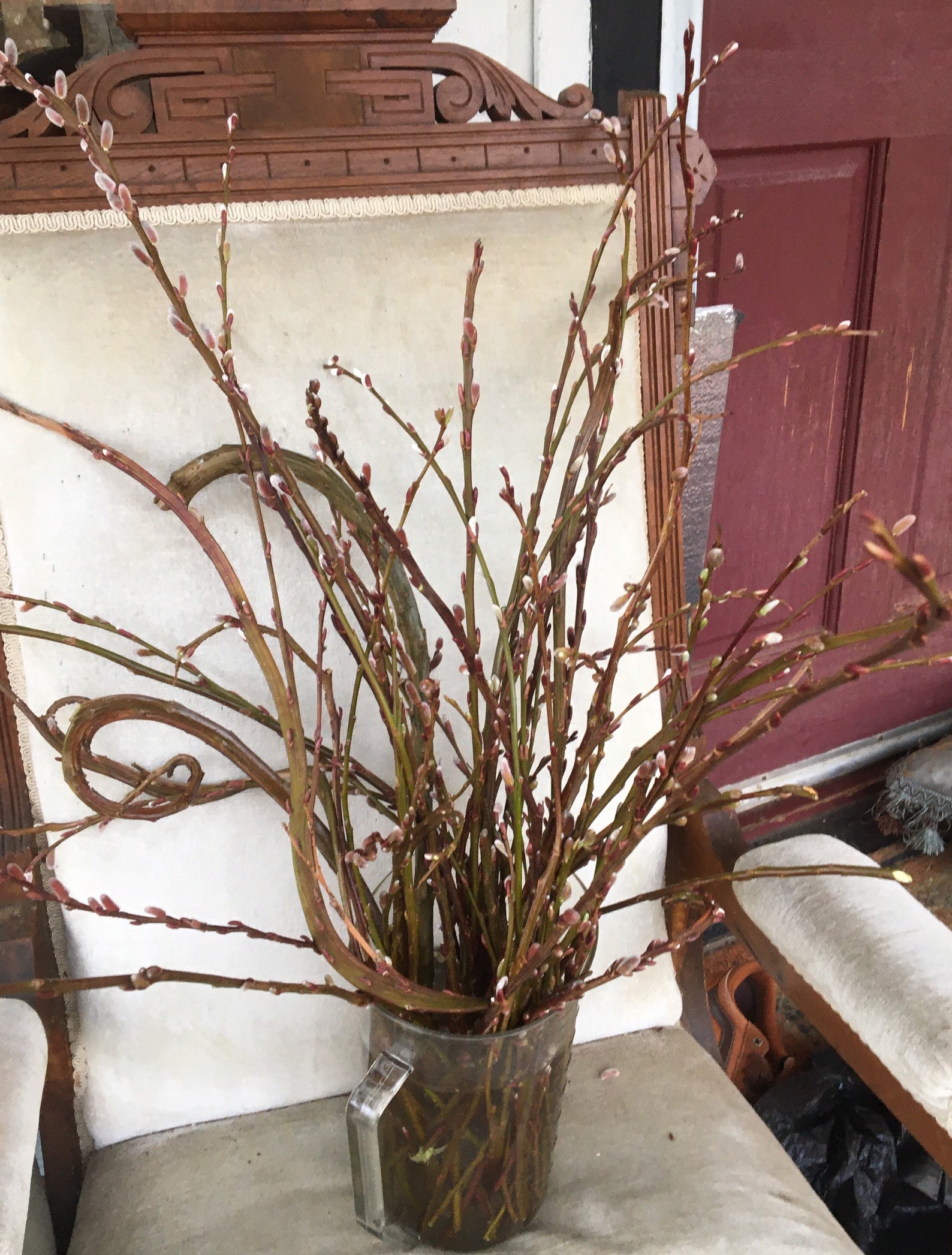 Freshly Picked Fantail Pussy Willow Branches Salix Twigs Etsy