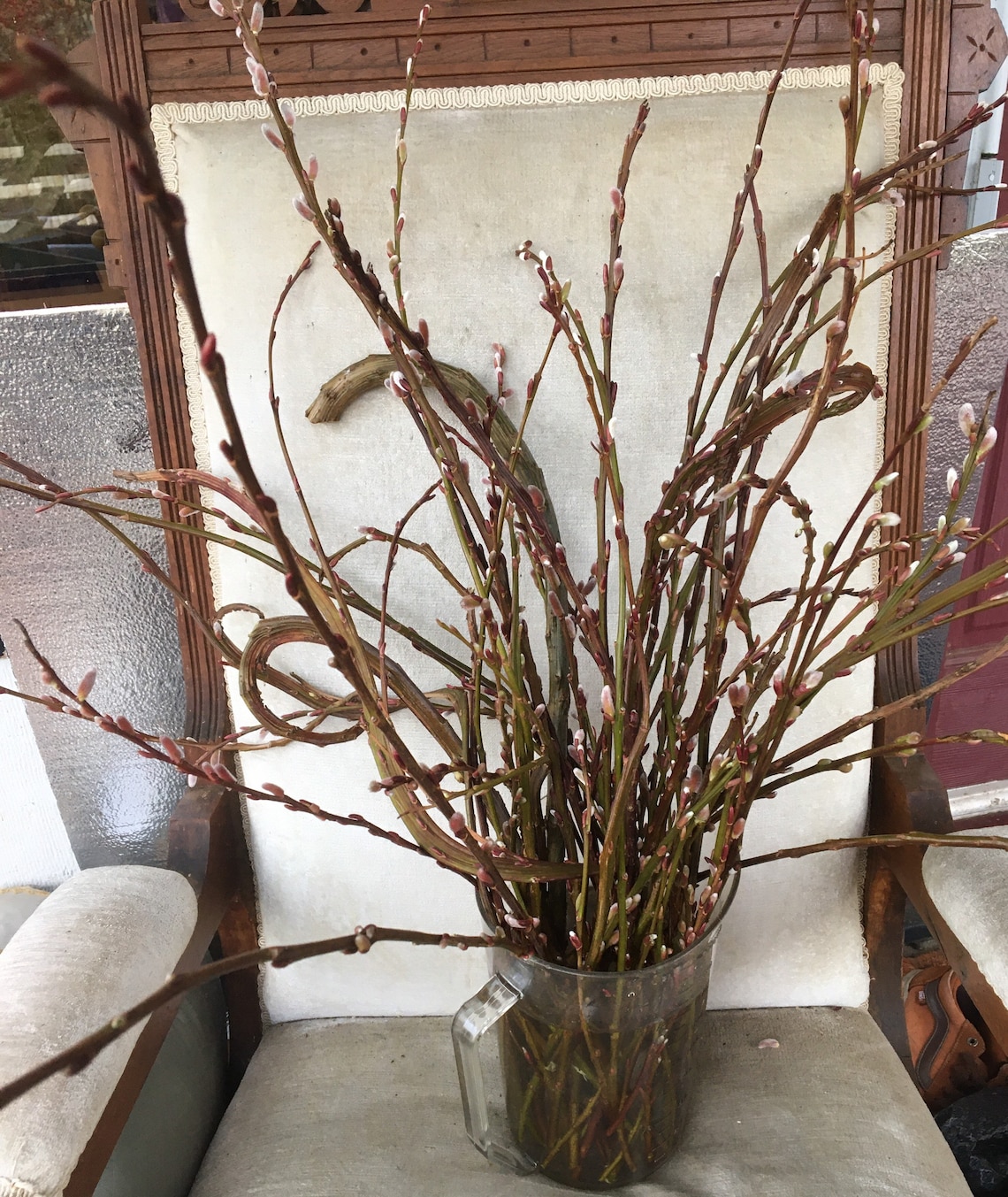 Freshly Picked Fantail Pussy Willow Branches Salix Twigs Etsy