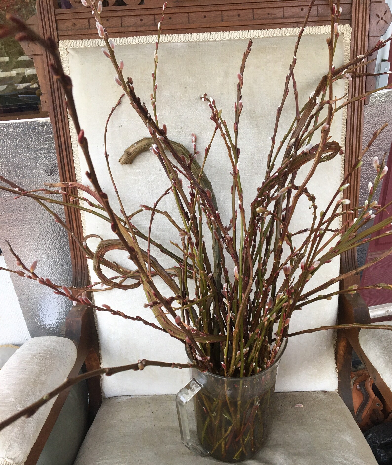 Freshly Picked Fantail Pussy Willow Branches Salix Twigs Etsy