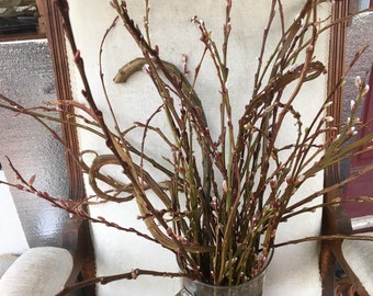 Fantail Pussy Willow Branches Freshly Cut Salix Twigs, Japanese Willow
