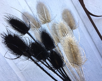 15 Teasel Stalks/Naturally Dried Teasel Stalks, Thistles For Flower arrangements, Weddings Photography Crafts