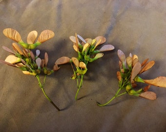 3 X Maple Seed Sprigs/  Wings/ Helicopters for Wreaths/Crafts