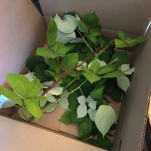 3 OZ of Blackberry Bramble leaves for tea or feeding stick bugs ,Guinea pigs, hamsters, rabbits etc.