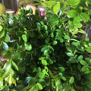 Fresh Boxwood Stems for Wreaths/Decorating