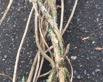 40 Feet of  Wisteria Vines.