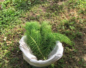 10 oz Dried Organic Horsetail from the PNW Equisetum Arvense