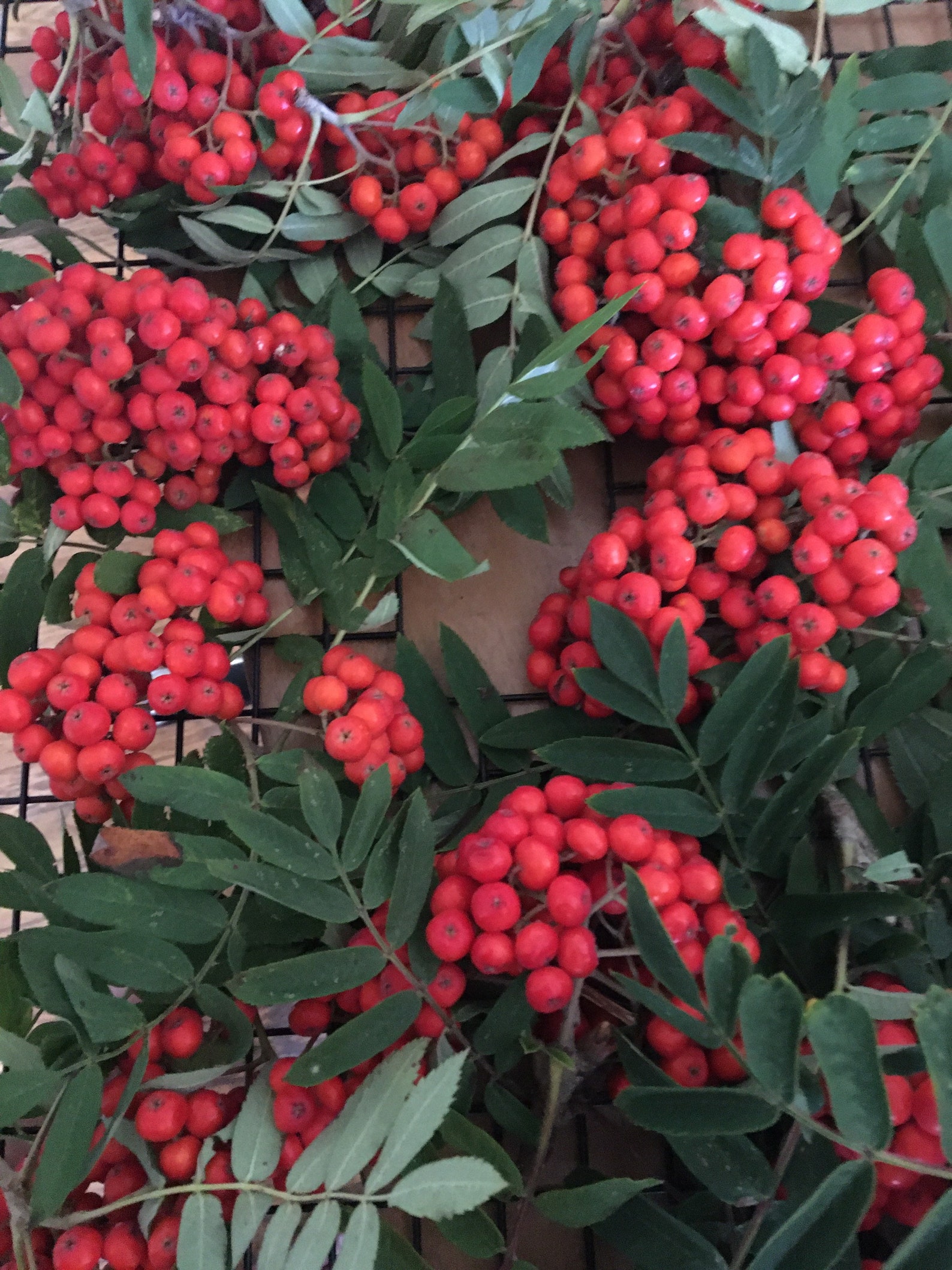 1 oz Organic Dried Rowan Berries Mountain Ash Altar Offering Etsy