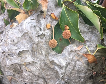Gigantic Paper Wasp Nest Attached to Dogwood Branch