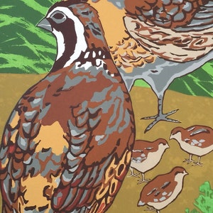 Quail Family
