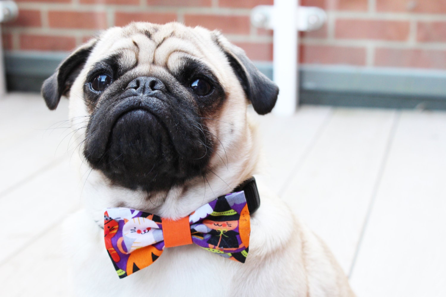 Bow Tie, Chien Halloween, Halloween Costume, Chat Noeud Papillon, Fantasmagorique, Costume Animal de