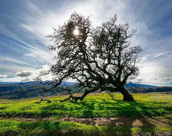 Sunburst Oak Tree Foothills Landscape Photography - Fine Art Print