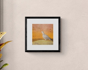 Mourning Dove - 10"x10" Giclee Fine Art Print