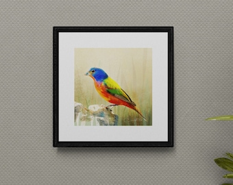 Painted Bunting - 10"x10" Giclee Fine Art Print