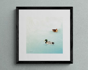 Mallards - 10"x10" Giclee Fine Art Print