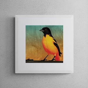 Baltimore Oriole - 10&quot;x10&quot; Giclee Fine Art Print
