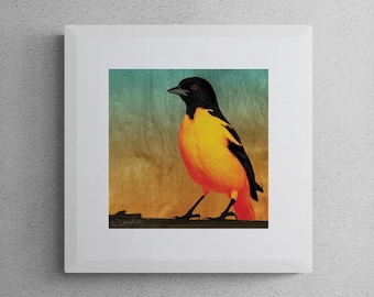 Baltimore Oriole - 10"x10" Giclee Fine Art Print