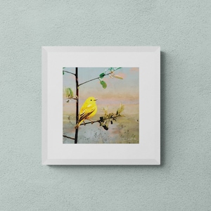 Yellow Warbler - 10&quot;x10&quot; Giclee Fine Art Print