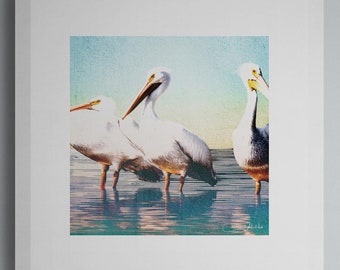 American White Pelican - 10"x10" Giclee Fine Art Print