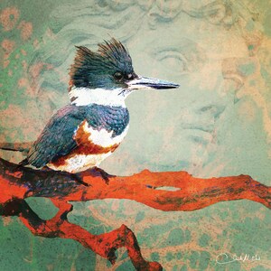 May include: A blue and white belted kingfisher perched on a bright orange branch against a light blue and green background.