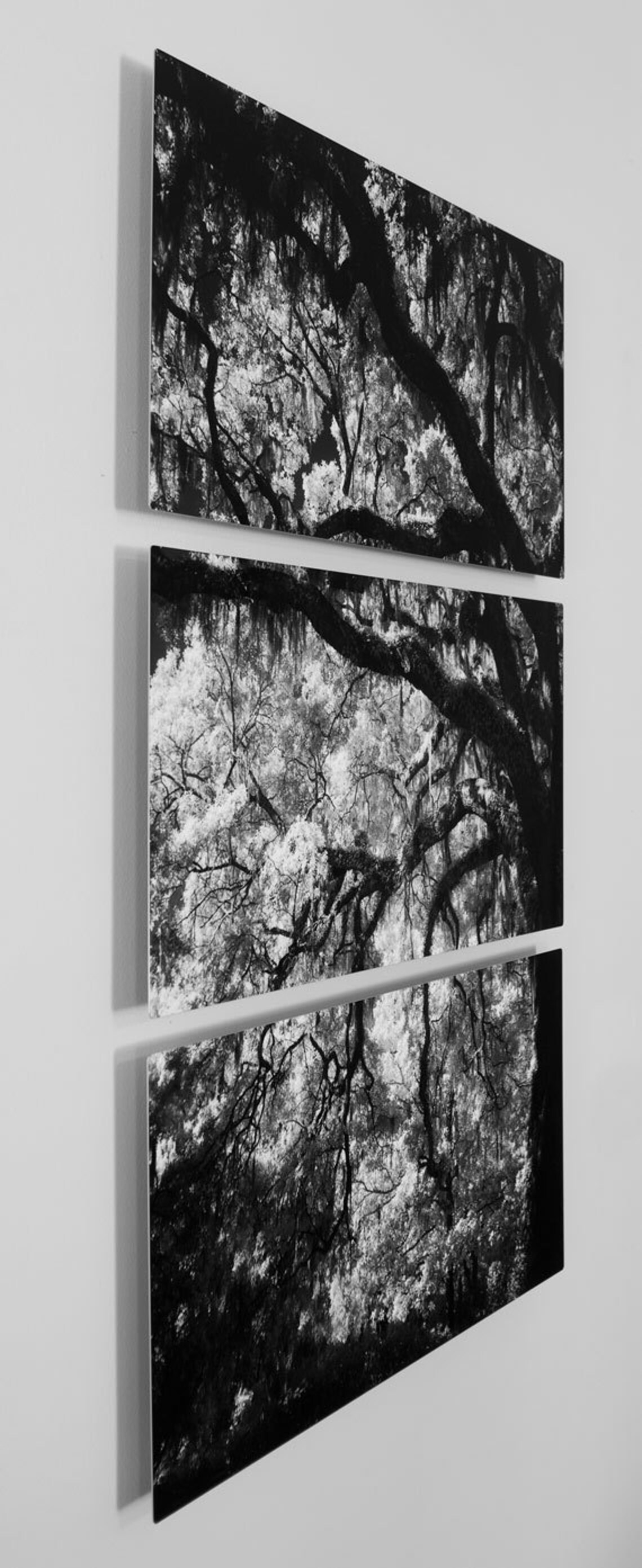 Aluminum Wall Art of Black & White Tree Photography for a Etsy