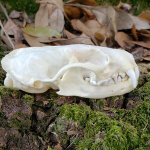 Mink Skull - real tooth and bone - teeth