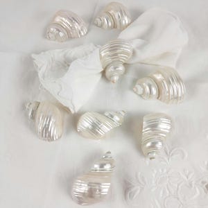 May include: A collection of pearlescent seashell napkin rings and loose shells on a white background. The napkin rings are shaped like spiral shells, and one holds a white napkin. The shells have a textured surface.