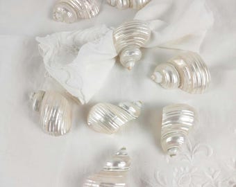 Iridescent Turbo Shell Napkin Holders, Set of Eight