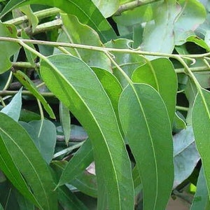 Fresh Eucalyptus Leaves