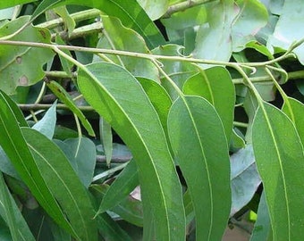 Fresh Eucalyptus Leaves