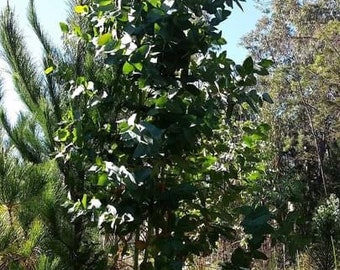 Fresh Eucalyptus Branches
