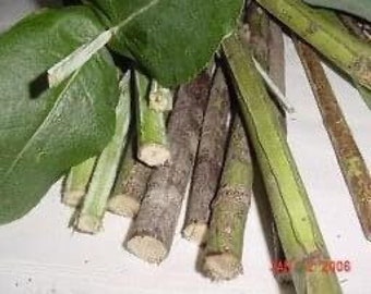 Fresh Eucalyptus Combo Pk