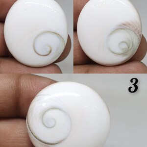 Shiva Eye Fossil Shell Cabochon