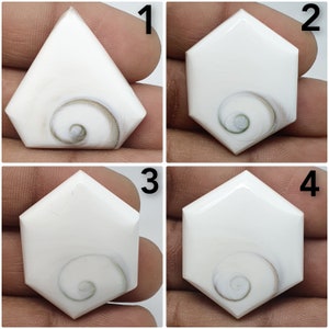 Shiva Eye Fossil Shell Cabochon