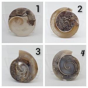 May include: Four polished ammonite fossils labelled 1 through 4. Each specimen displays a unique spiral shell structure with varying shades of brown, grey, and cream. The fossils feature intricate internal chambers and crystalline textures.