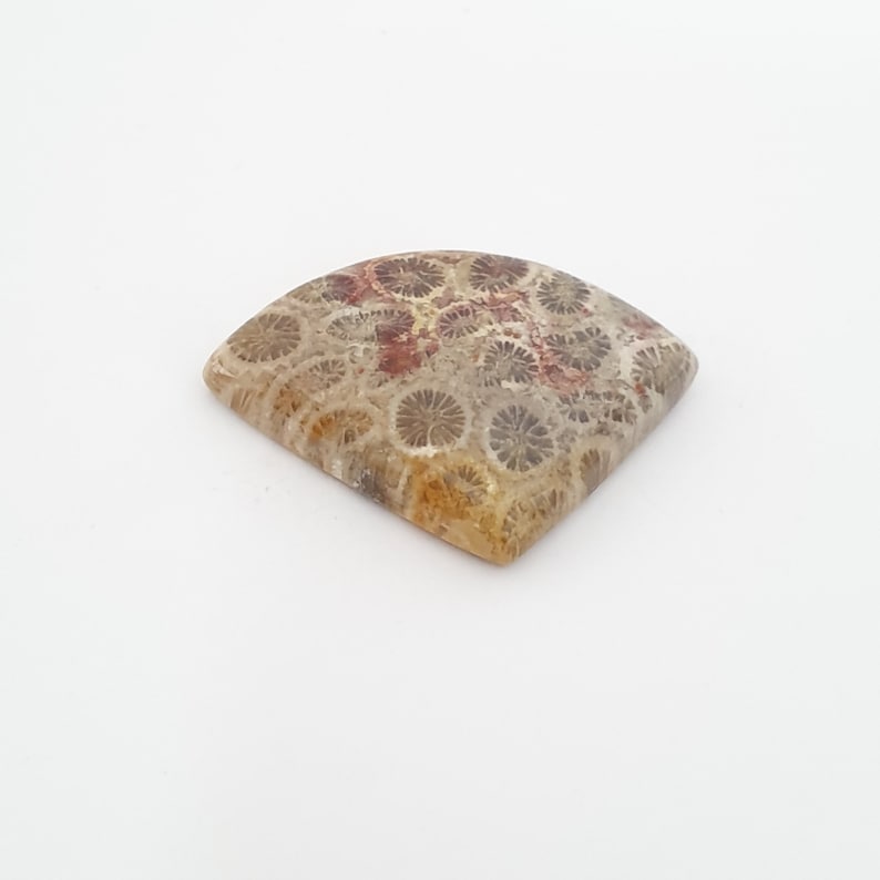 Fossil Coral Cabochon