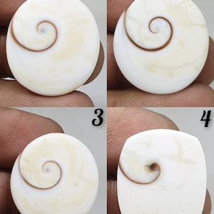 Shiva Eye Fossil Shell Cabochon