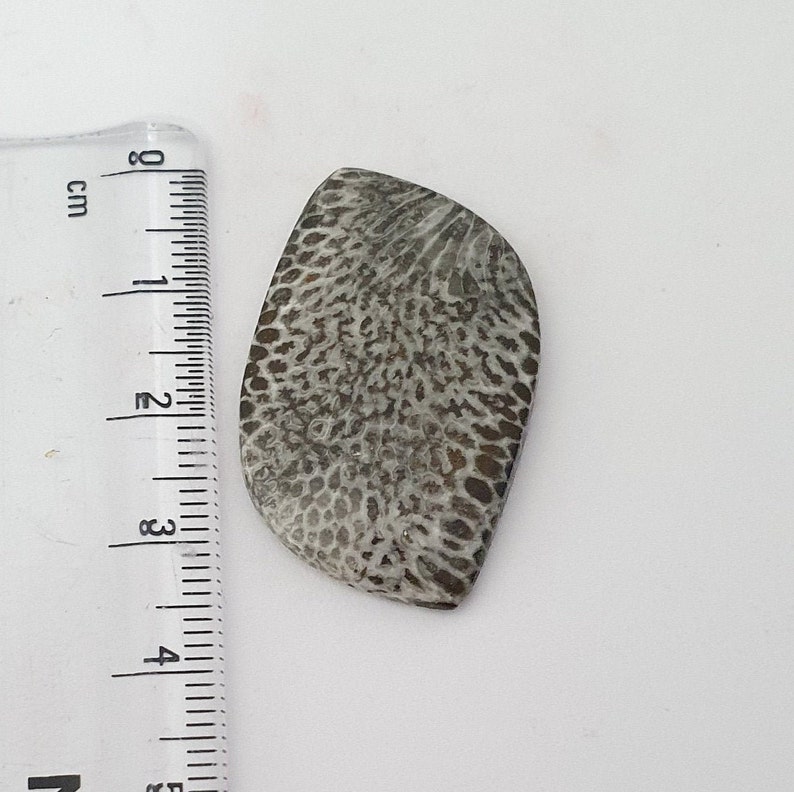 Black Fossil Coral Cabochon