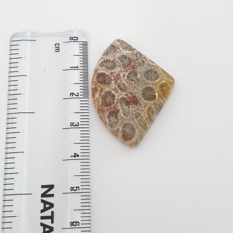 Fossil Coral Cabochon