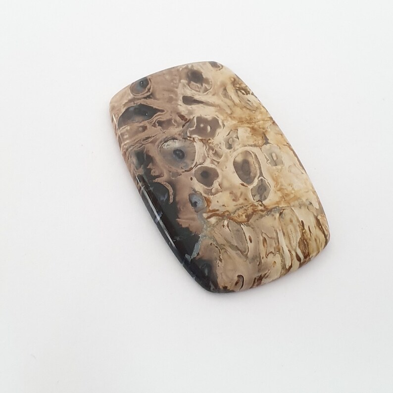 Fossilized Plam Wood