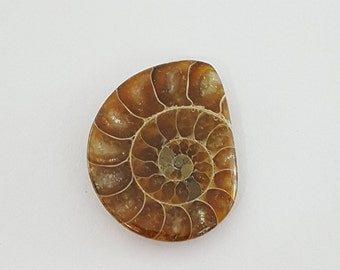 Ammonietfossiele cabochon